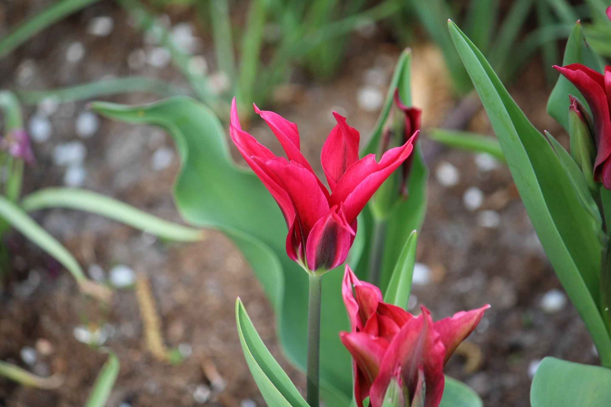 Tulipa 'Purple Doll'