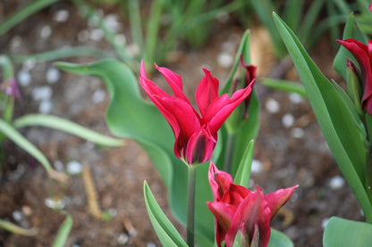 Tulipa 'Purple Doll'