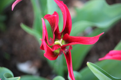 Tulipa 'Purple Doll'