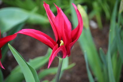 Tulipa 'Purple Doll'