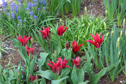 Tulipa 'Purple Doll'