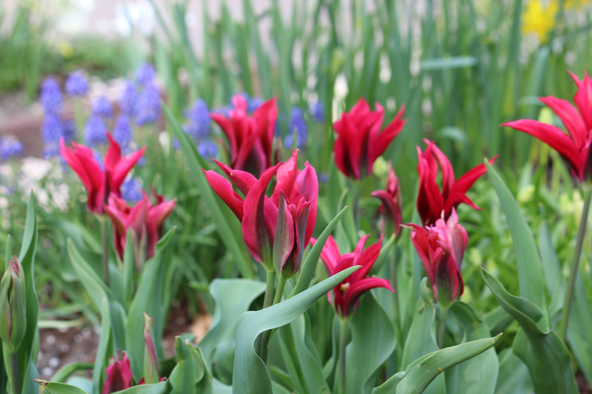 Tulipa 'Purple Doll'