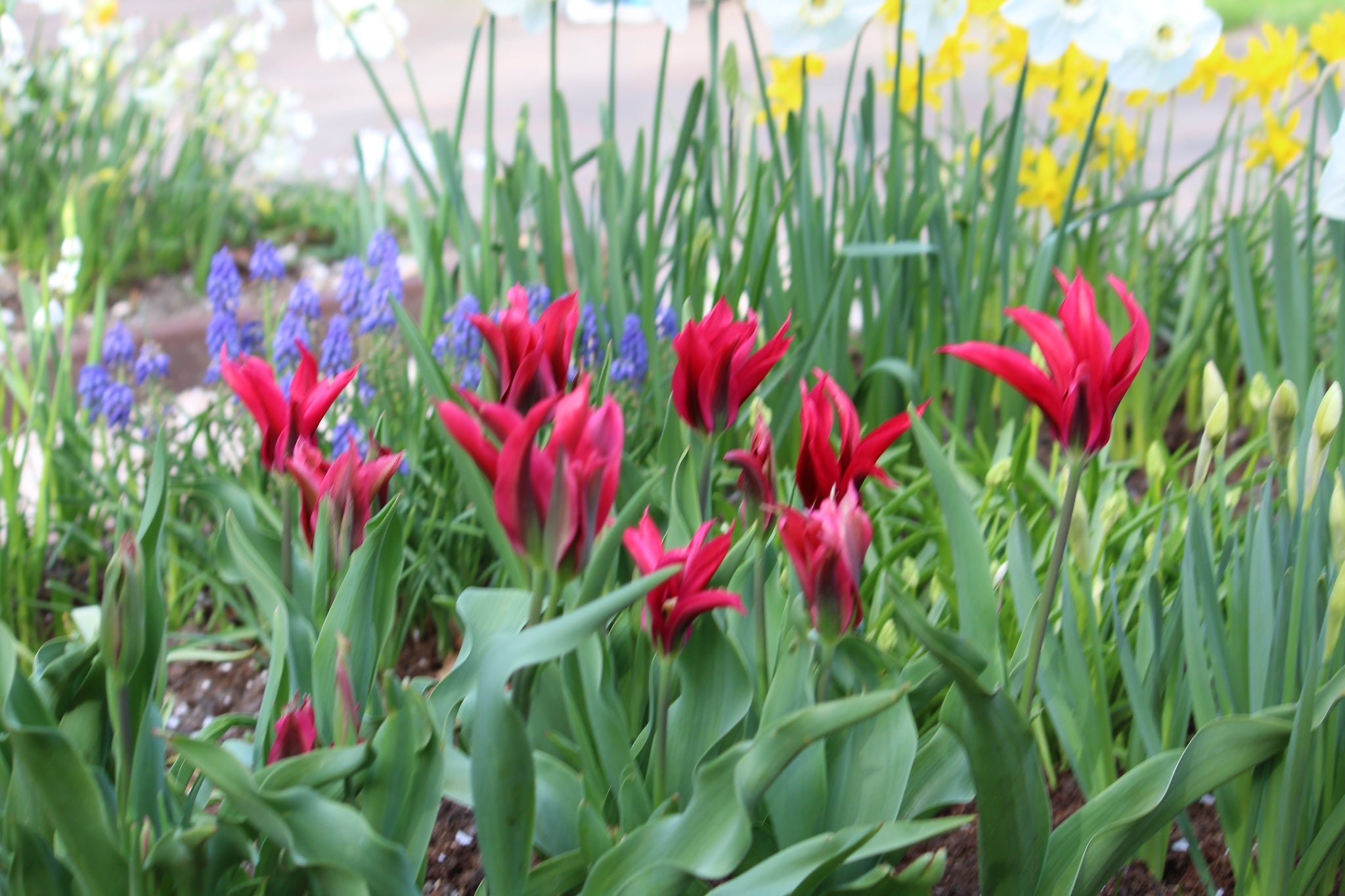 Tulipa 'Purple Doll'