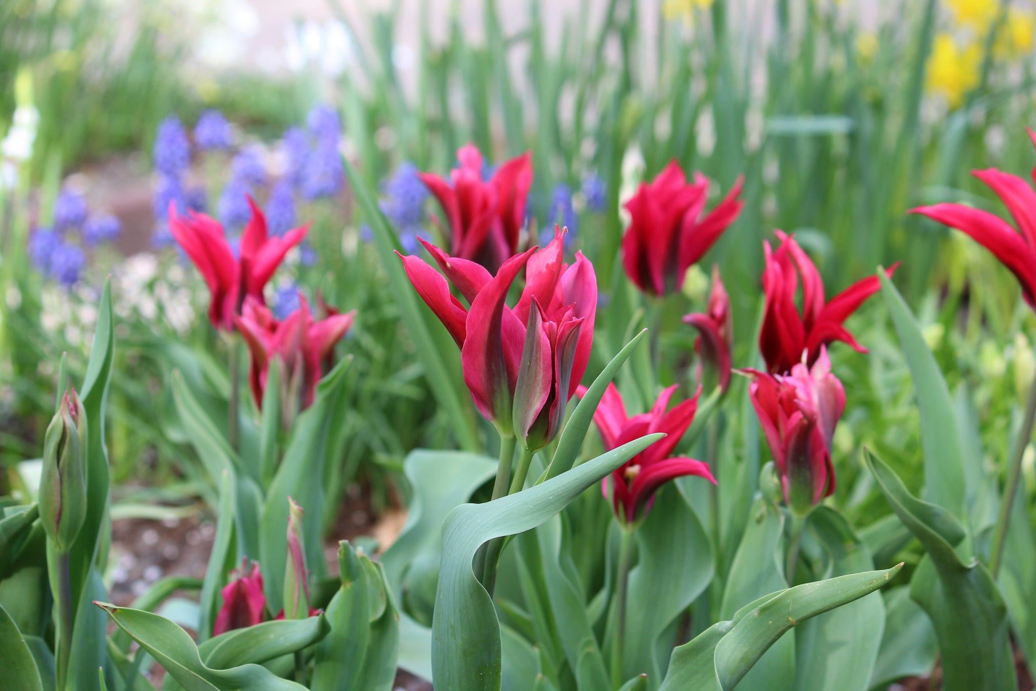 Tulipa 'Purple Doll'