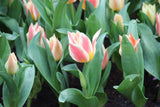 Tulipa 'Quebec'
