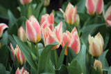 Tulipa 'Quebec'