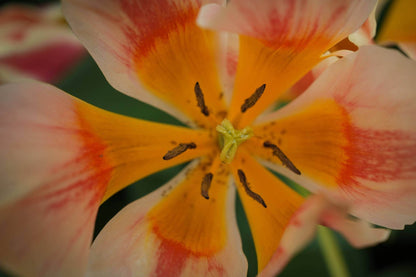 Tulipa 'Quebec'