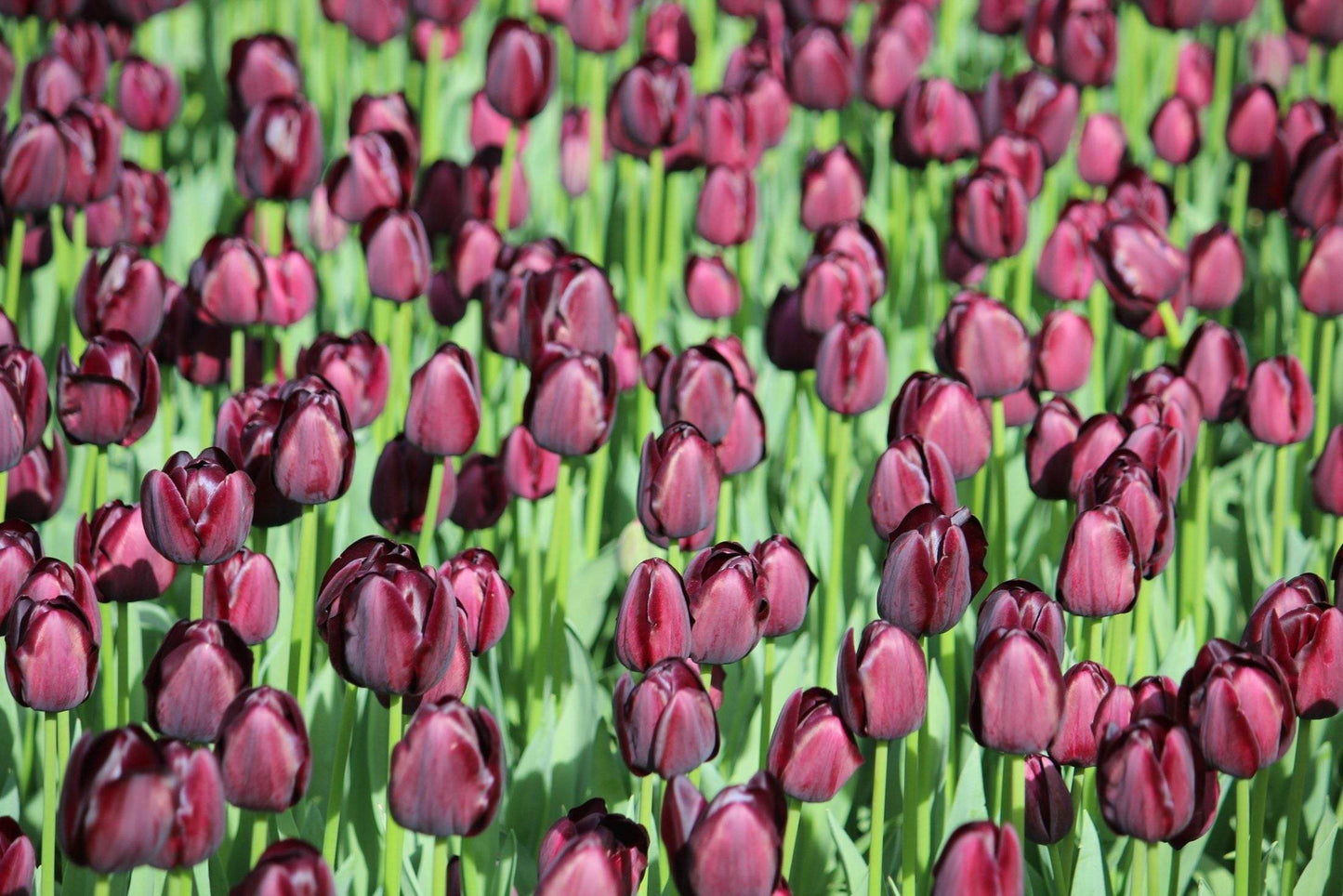 Tulipa 'Queen of Night'