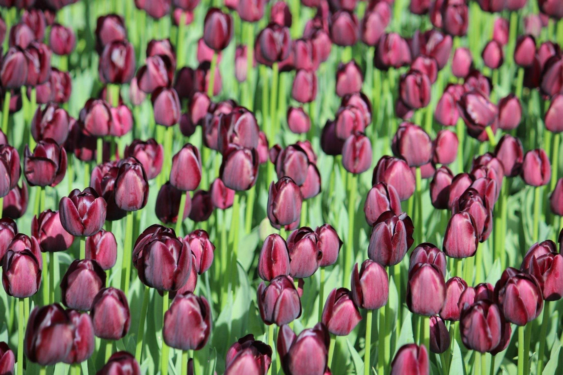 Tulipa 'Queen of Night'