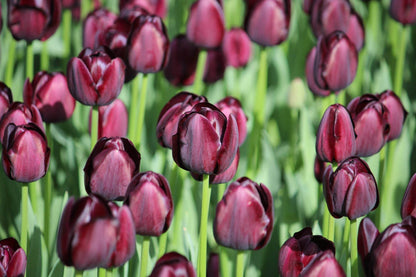 Tulipa 'Queen of Night'