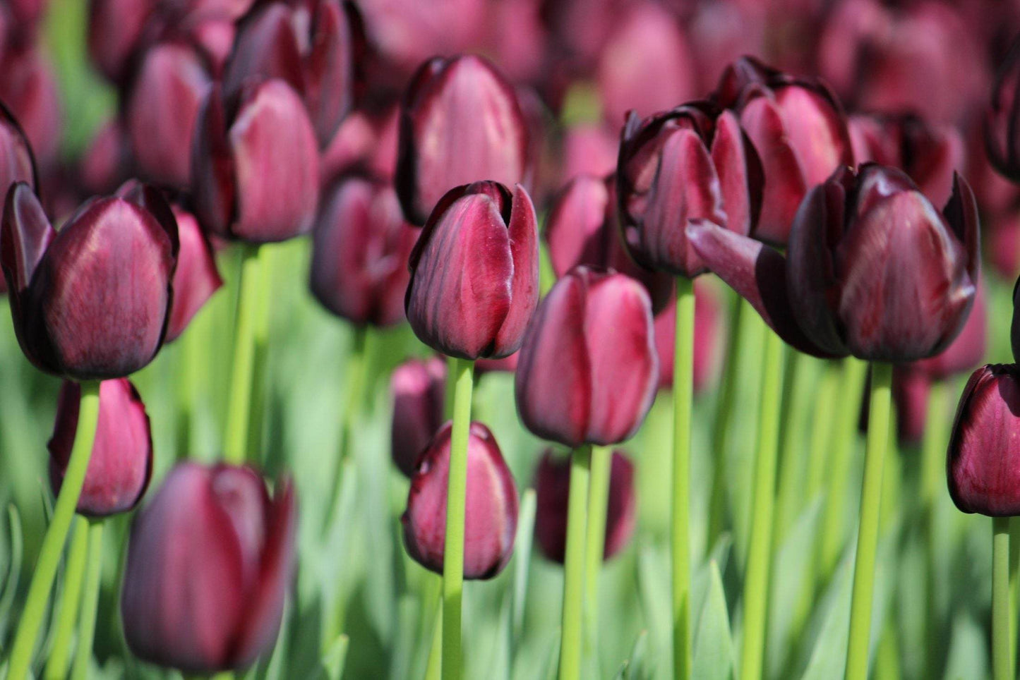 Tulipa 'Queen of Night'