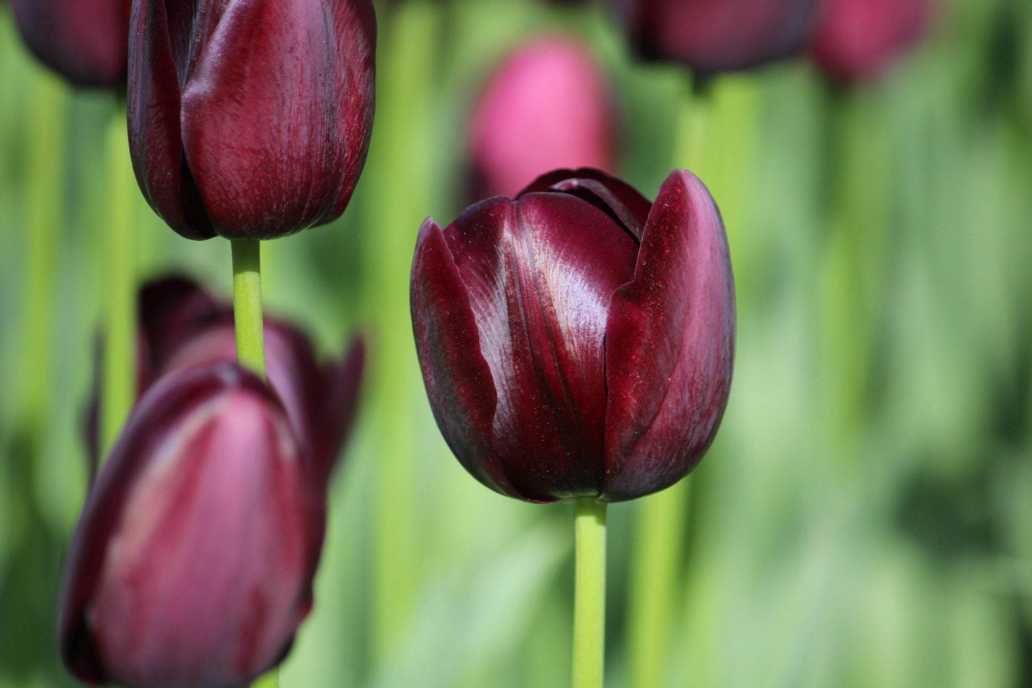 Tulipa 'Queen of Night'