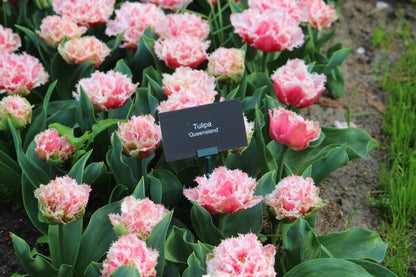 Tulipa 'Queensland'
