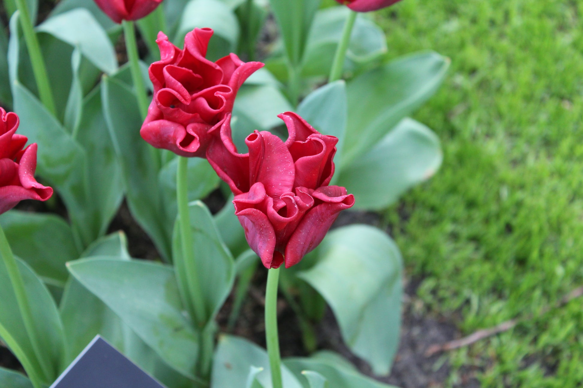 Tulipa 'Red Dress'