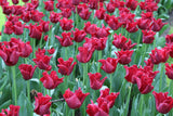 Tulipa 'Red Dress'