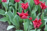 Tulipa 'Red Dress'