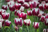 Tulipa 'Rem's Favorite'