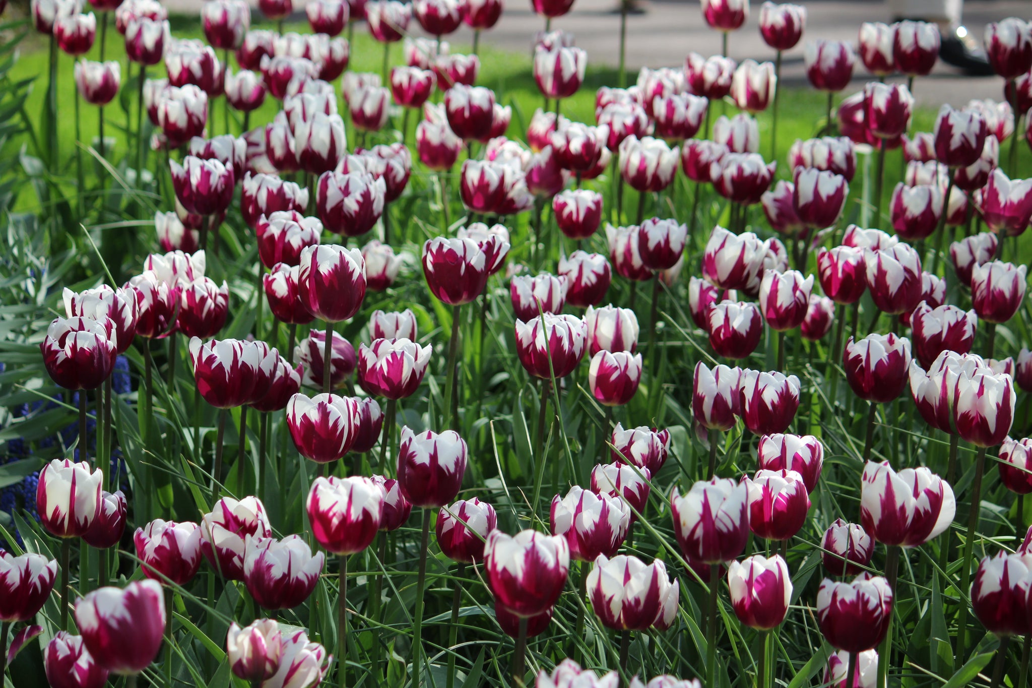Tulipa 'Rem's Favourite'