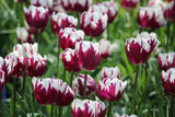 Tulipa 'Rem's Favorite'