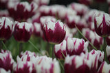 Tulipa 'Rem's Favorite'
