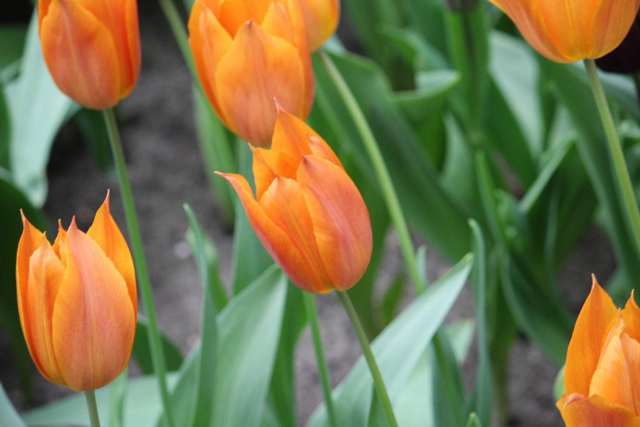 Tulipa 'Request'