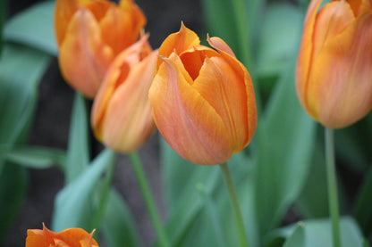 Tulipa 'Request'