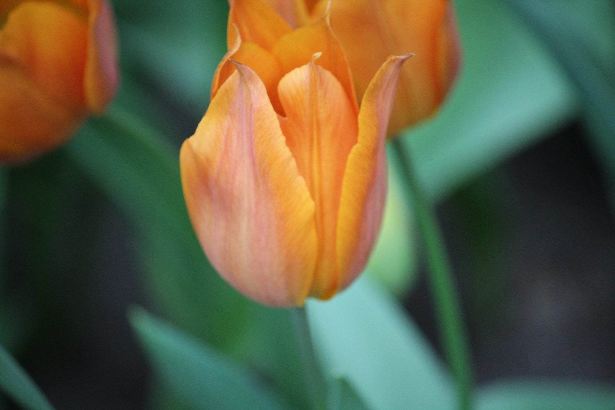 Tulipa 'Request'