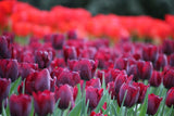 Tulipa 'Ronaldo'