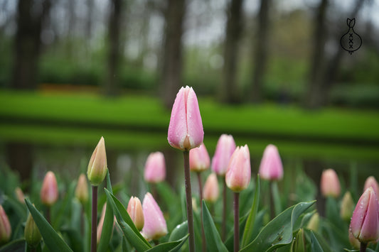 Tulipa 'Royal Pride'