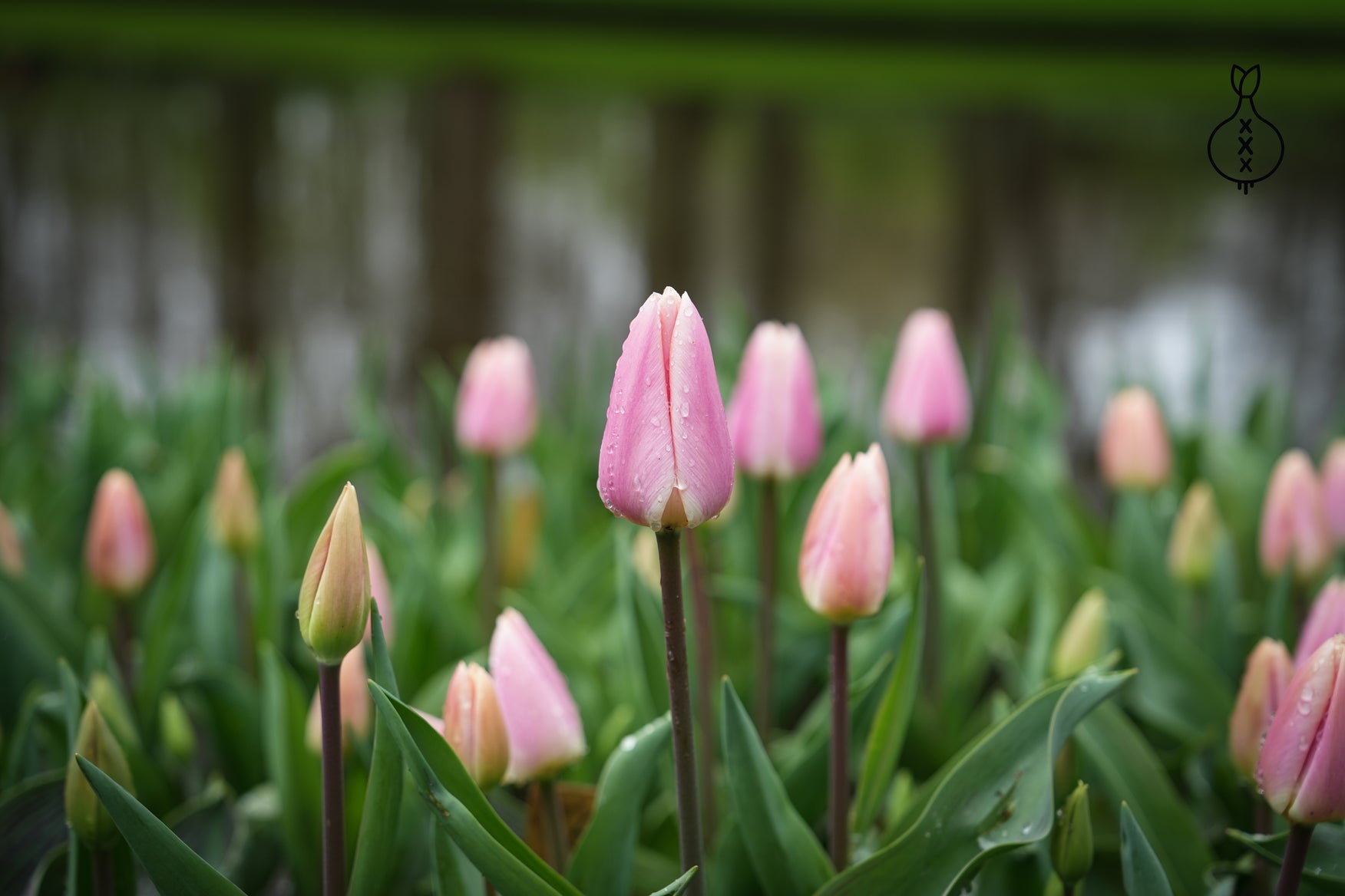Tulipa 'Royal Pride'