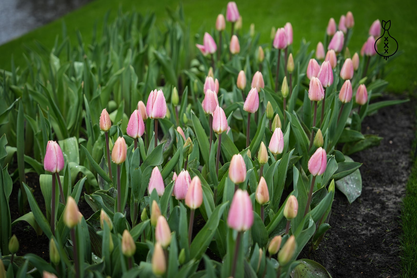 Tulipa 'Royal Pride'