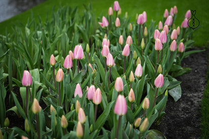 Tulipa 'Royal Pride'