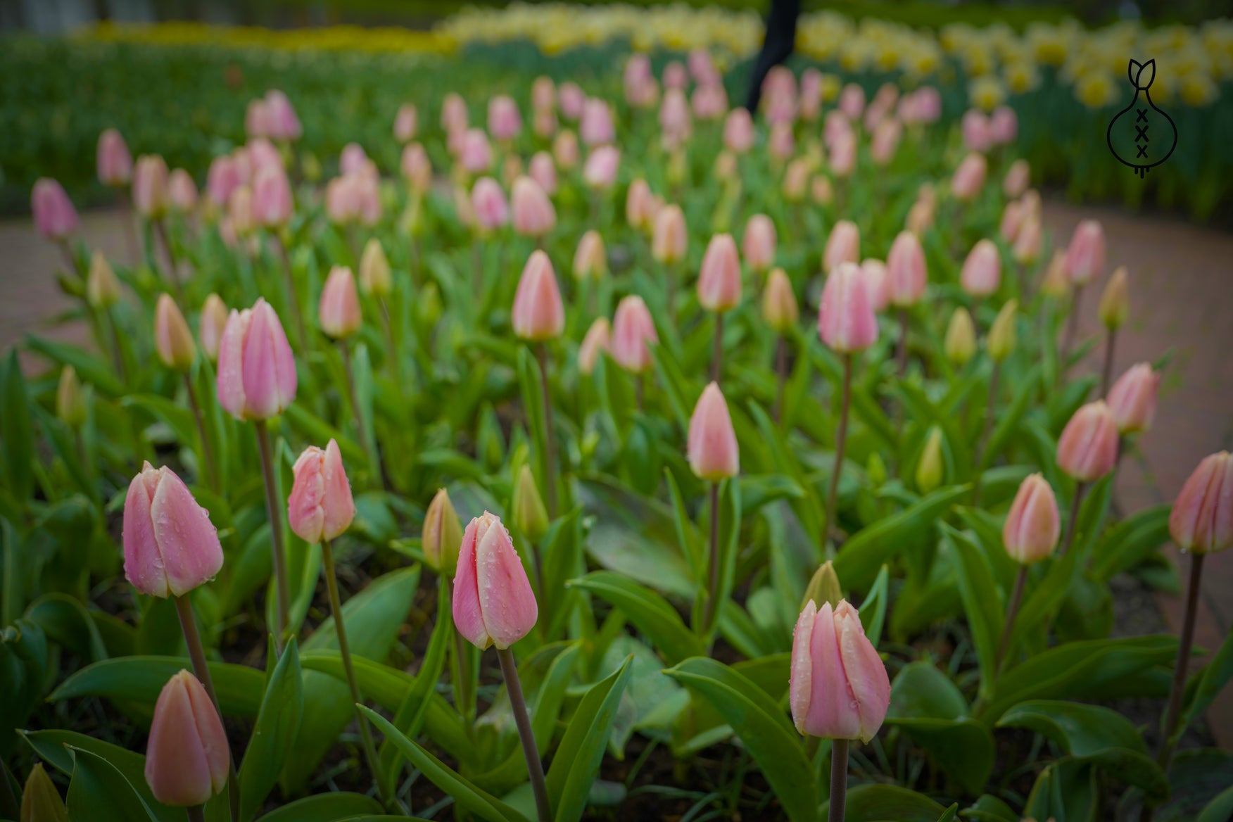 Tulipa 'Royal Pride'