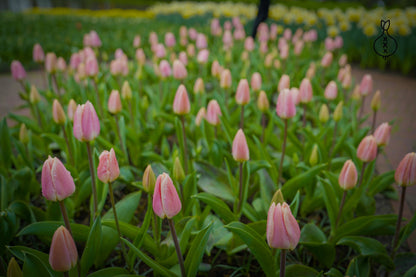 Tulipa 'Royal Pride'