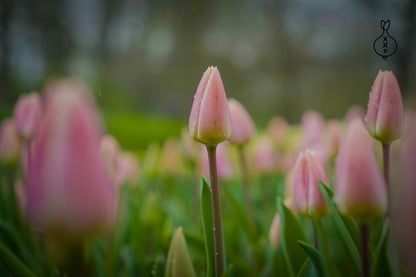 Tulipa 'Royal Pride'
