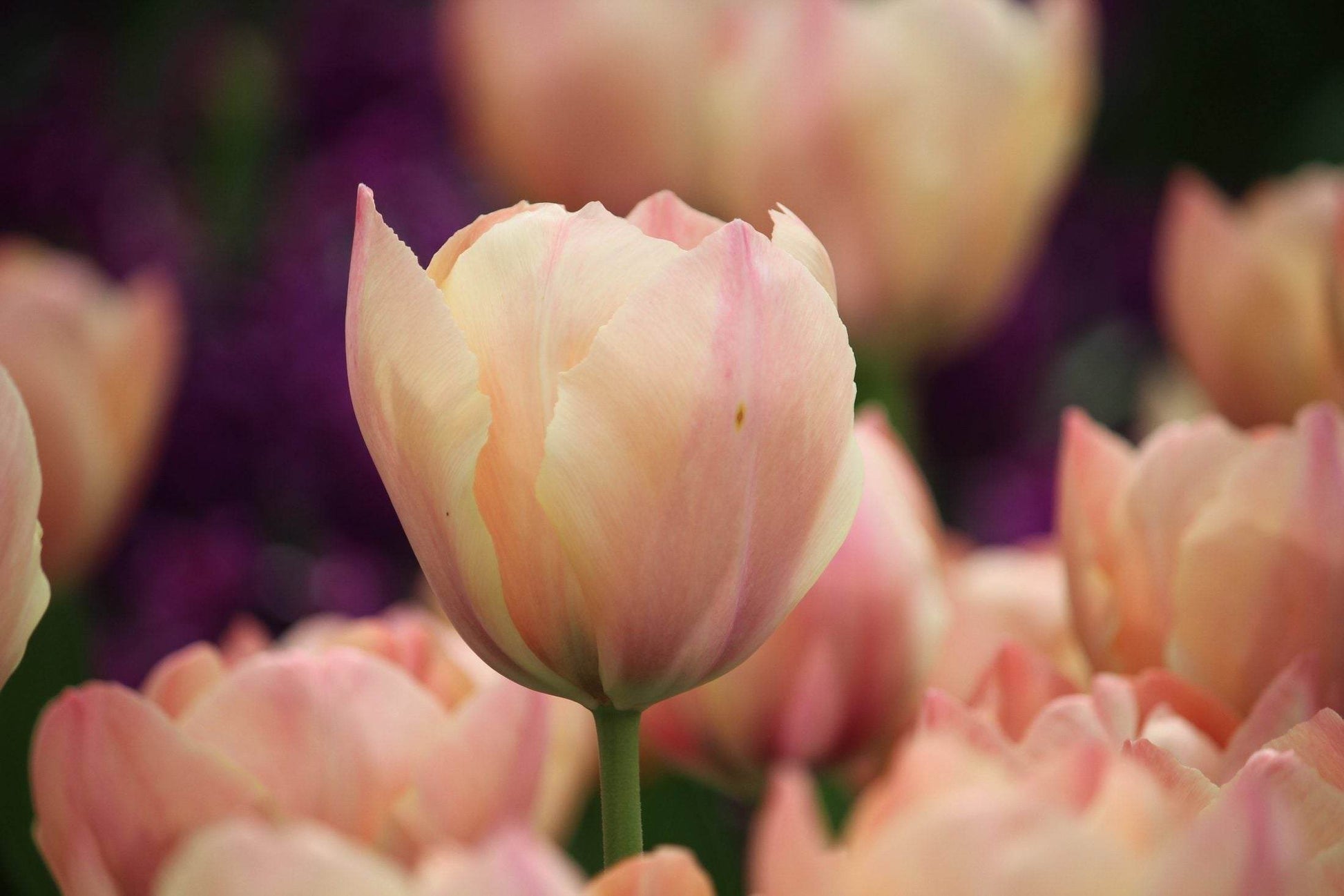 Tulipa 'Salmon van Eijk'