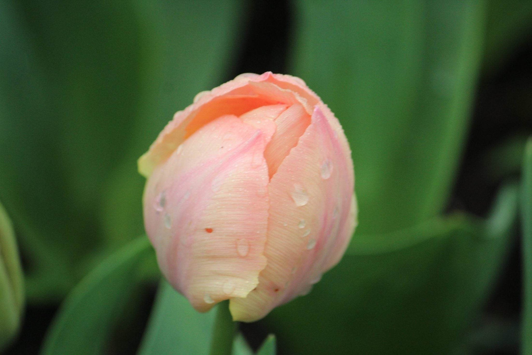 Tulipa 'Salmon van Eijk'