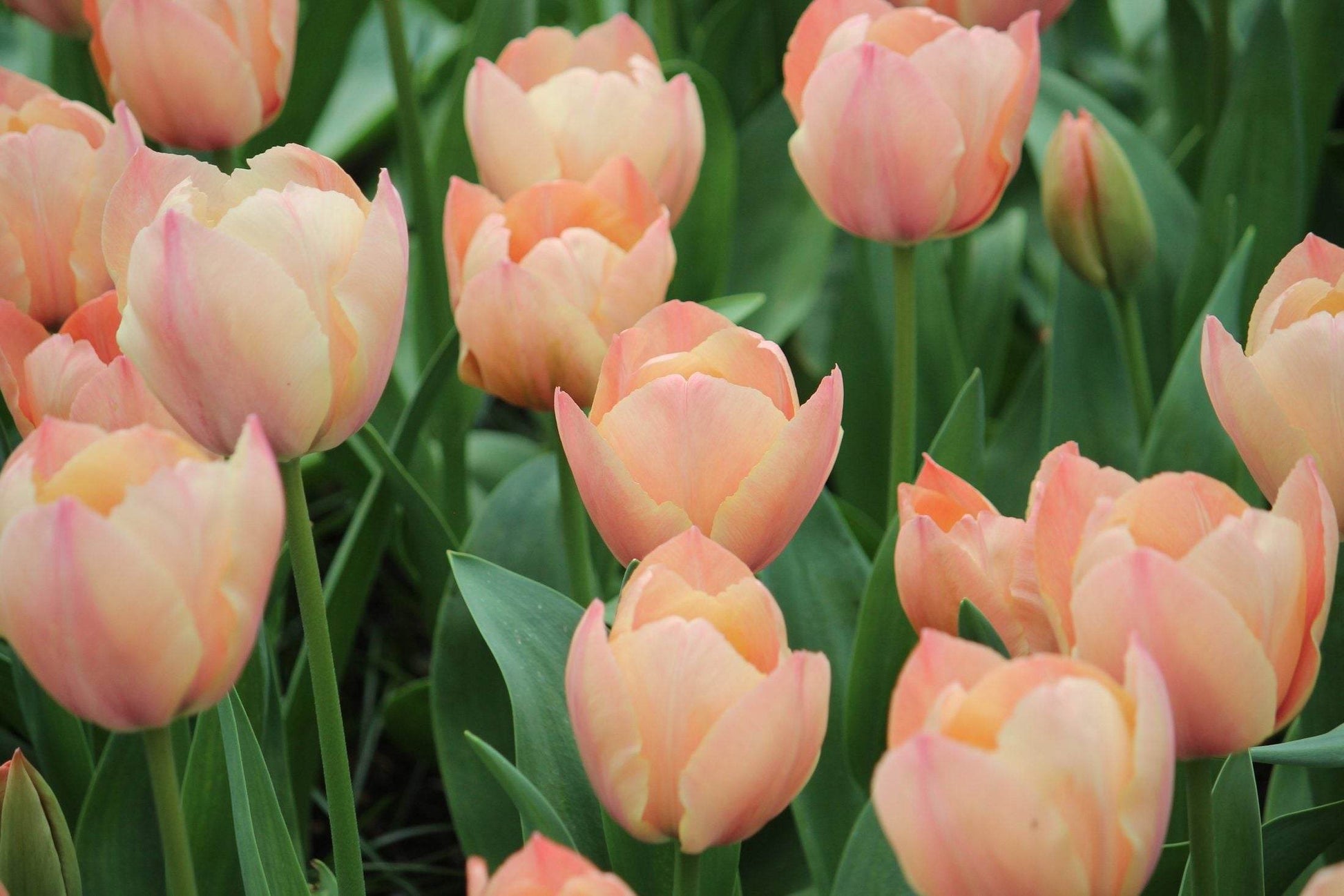 Tulipa 'Salmon van Eijk'