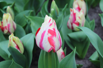 Tulipa 'Spryng Rembrandt'