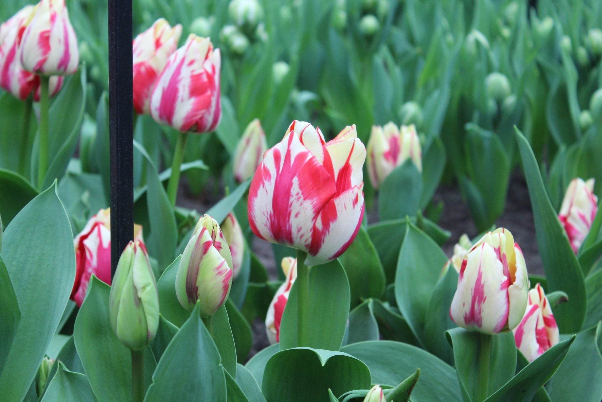 Tulipa 'Spryng Rembrandt'