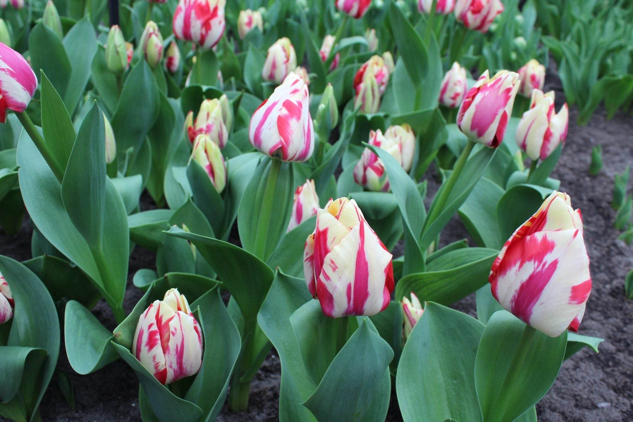 Tulipa 'Spryng Rembrandt'