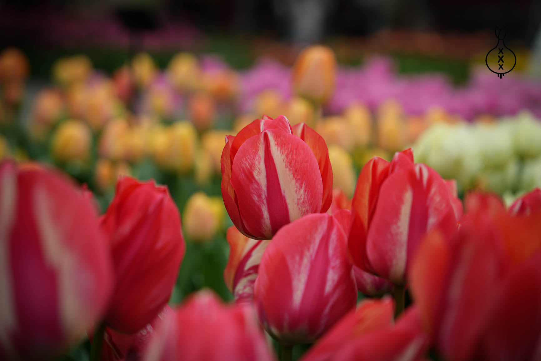 Tulipa 'Spryng Break'