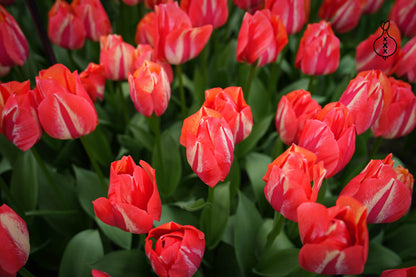 Tulipa 'Spryng Break'