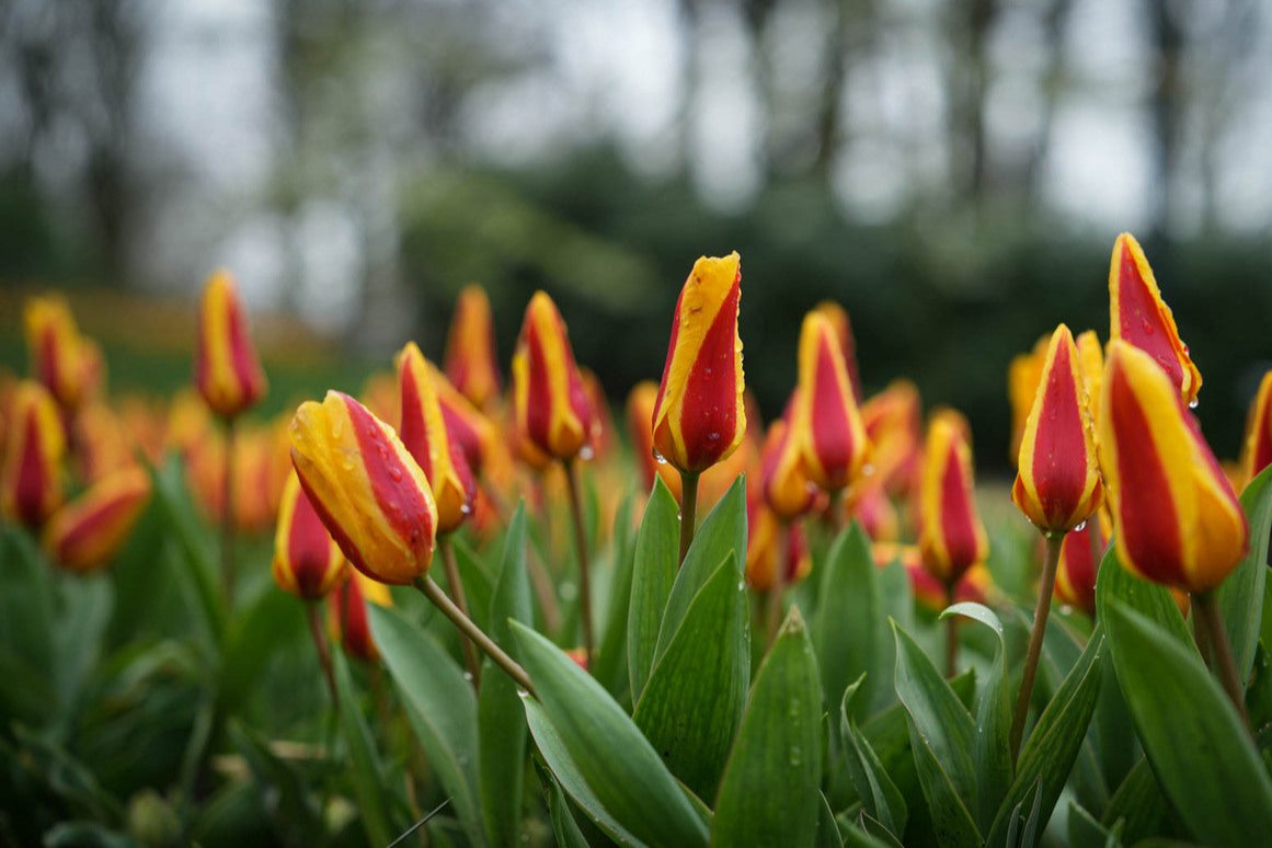 Tulipa 'Stresa'