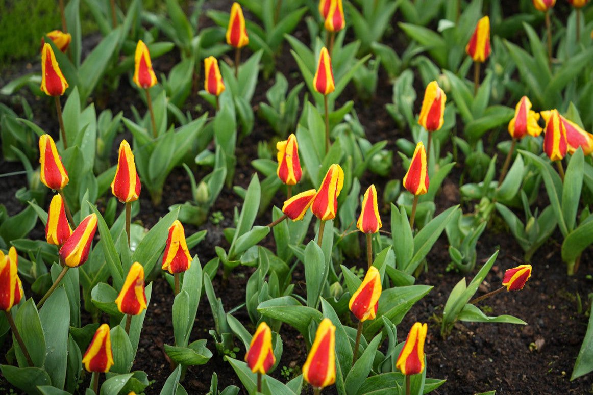 Tulipa 'Stresa'