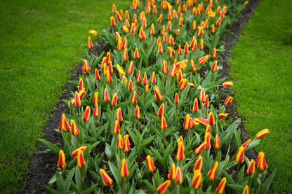Tulipa 'Stresa'