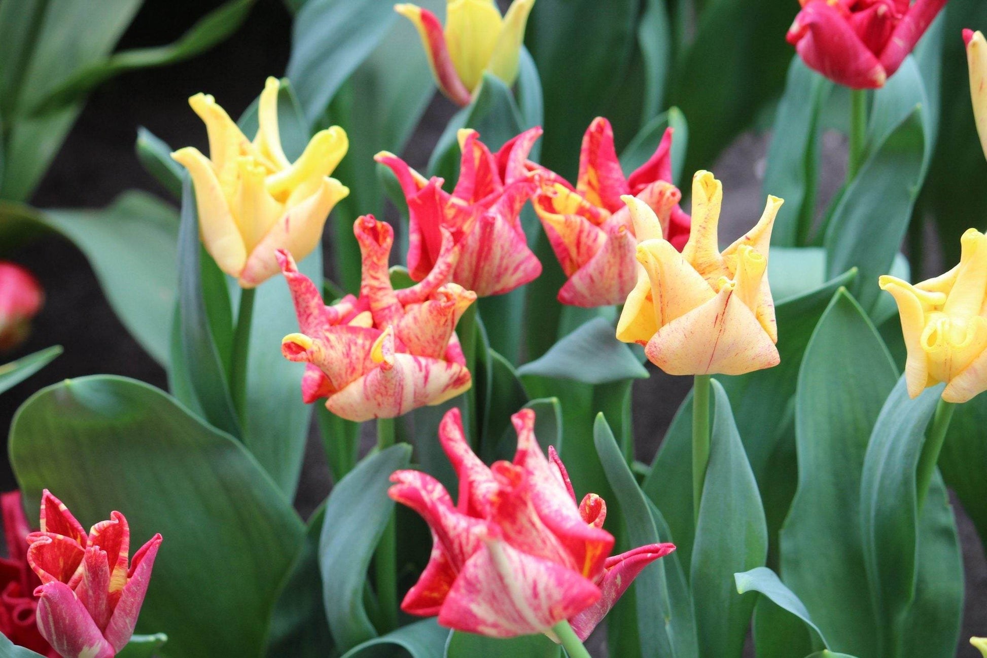 Tulipa 'Striped Crown'