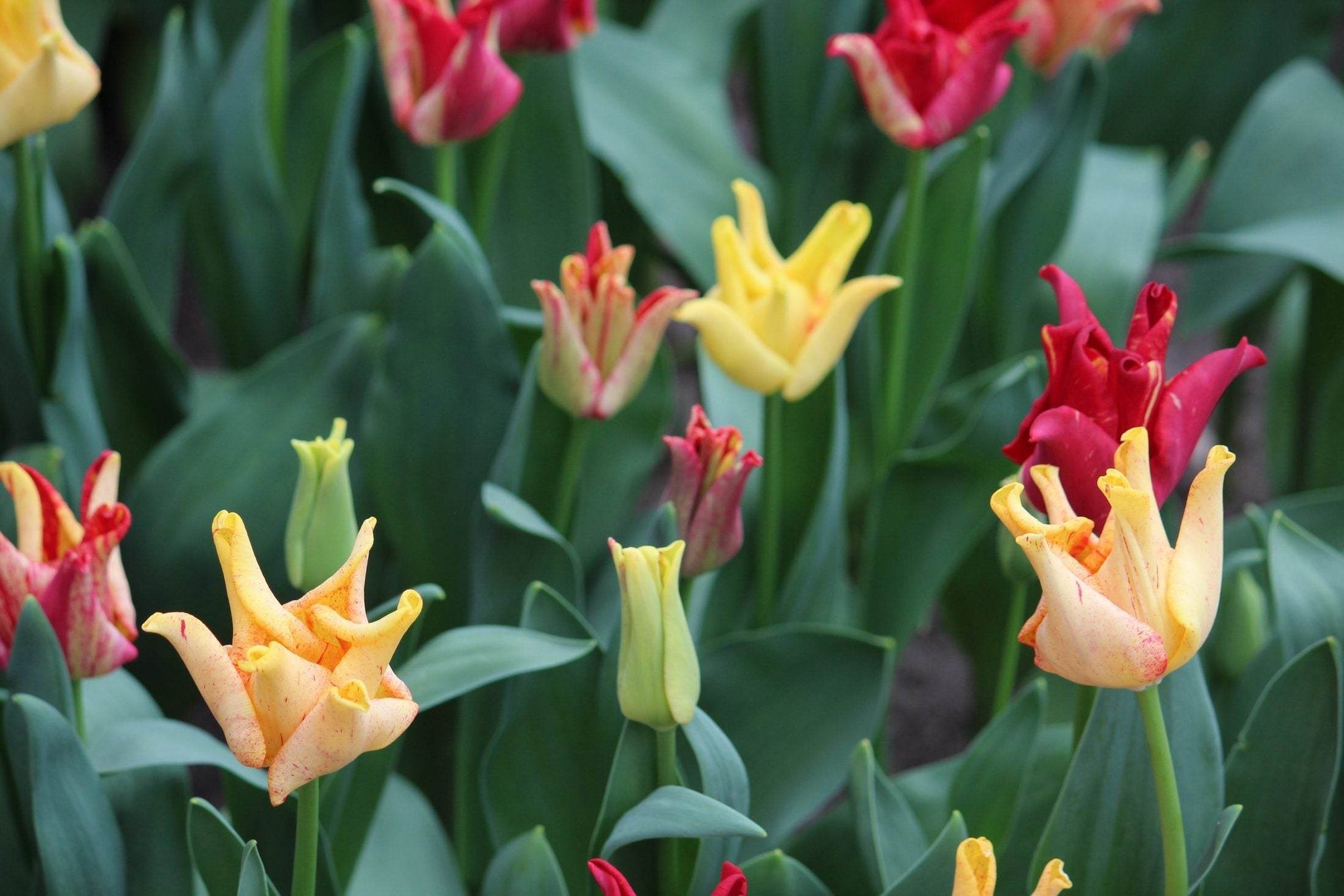 Tulipa 'Striped Crown'