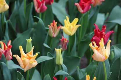 Tulipa 'Striped Crown'