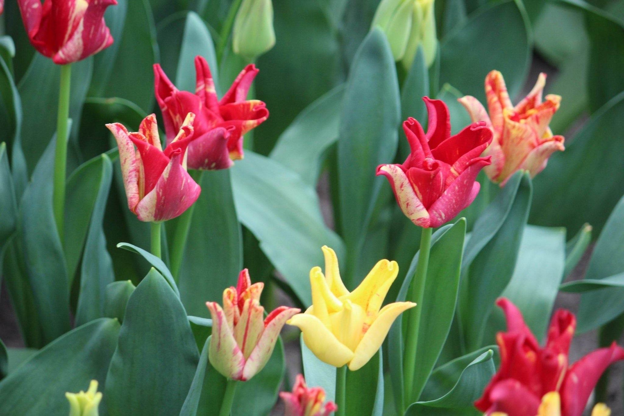 Tulipa 'Striped Crown'